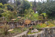Zlatiborska Botanicka bašta景点图片