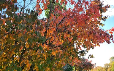 Örnsköldsviks museum och konsthall
