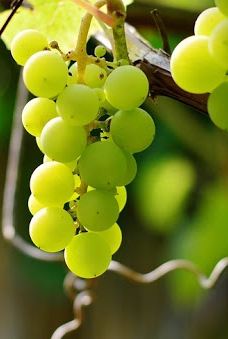 Country Style Caravan Park-斯坦索普