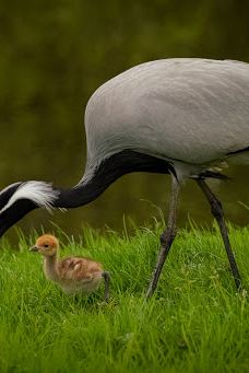 Vogelpark Niendorf-蒂门多尔费尔斯特兰德