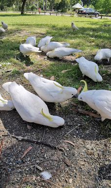 Maroondah Reservoir Park-希尔斯维尔