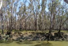 Murrumbidgee Valley National Park (Berry Jerry)景点图片