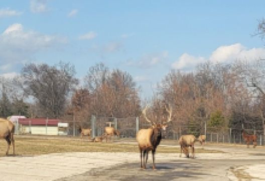 Wild Animal Safari - Springfield/Strafford, Missouri景点图片
