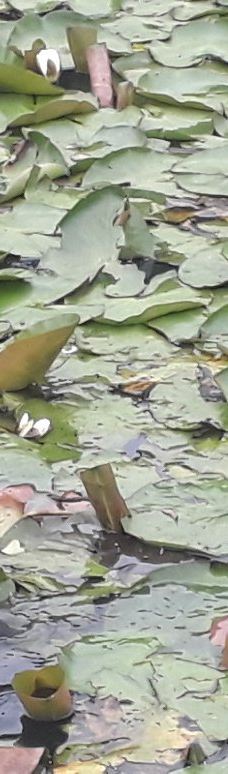 卧龙岗植物园-Keiraville