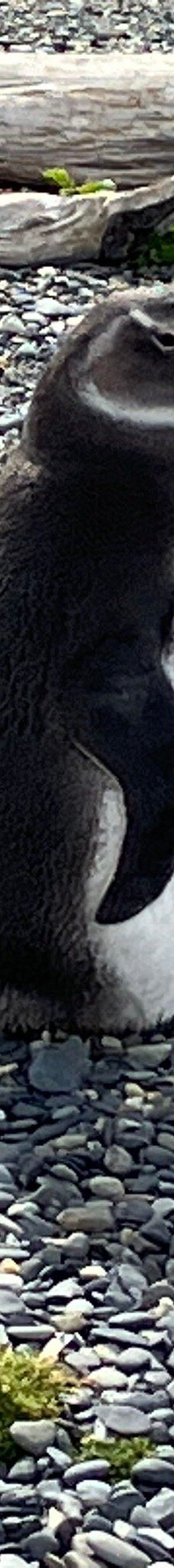 Isla Martillo-乌斯怀亚