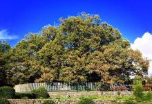 Hundred Horse Chestnut景点图片