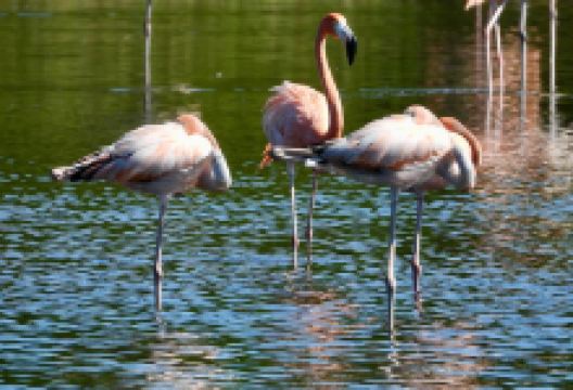 Birdwatching with Paulino Lopez Delgado景点图片