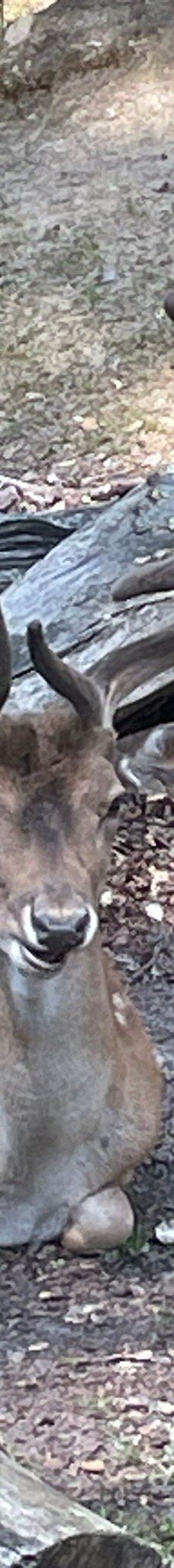 Dyrehaven Vejle-瓦埃勒