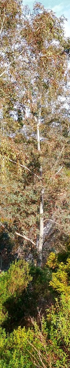 Embalse de Cabezas Rubias-圣巴尔瓦拉德卡萨