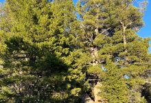 Limber Pine Nature Trail景点图片