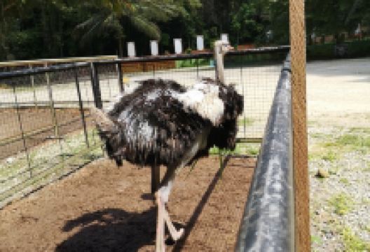 Loboc Wildlife & Nature Park景点图片