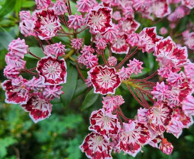Kinney Azalea Garden