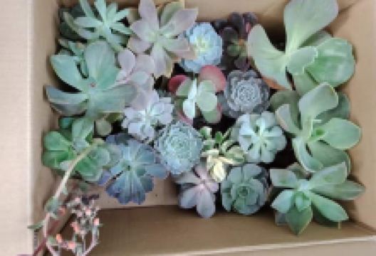 El Jardin景点图片