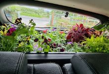 Westhouse Nursery购物图片