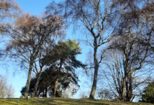 Wombwell Park景点图片
