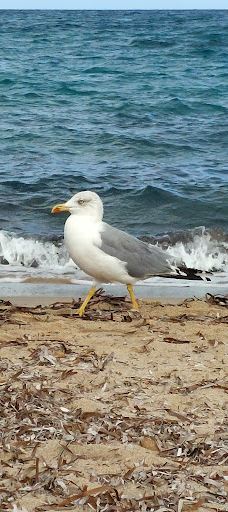 Spiaggia di Is Figus-诺拉