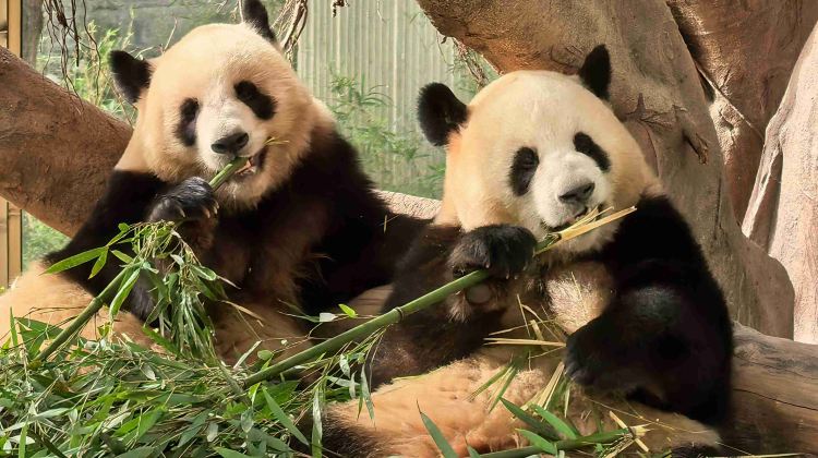 4D3N · Group Tours · In-Depth City Discovery Tour of Chongqing: Chongqing+ Zoo + Two River Night Cruise+ Yangtze River Cableway + Hongya Cave 