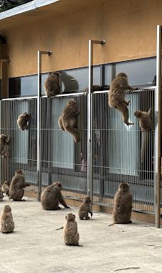 Hagachizaki Monkey Bay-南伊豆町