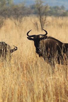 Bakubung Gate Pilanesberg National Park-Bojanala