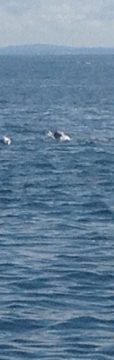 豪拉基湾-奥克兰