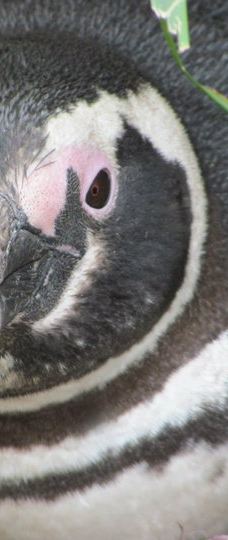 Isla Martillo-乌斯怀亚