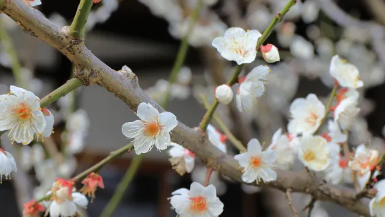 富田林寺內町