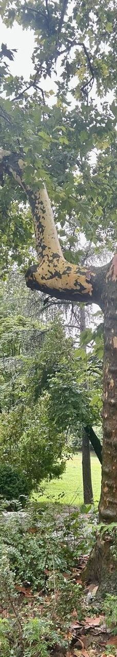 Danube Park-诺维萨德