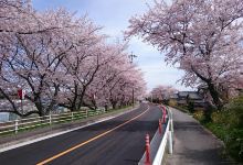 Row of Cherry Trees in Nabeta Riverbank景点图片