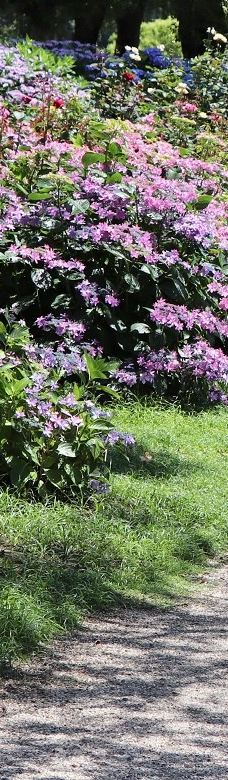 日本最大 鹿屋玫瑰园-鹿屋市