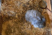 La Ferme aux Oiseaux Exotiques景点图片
