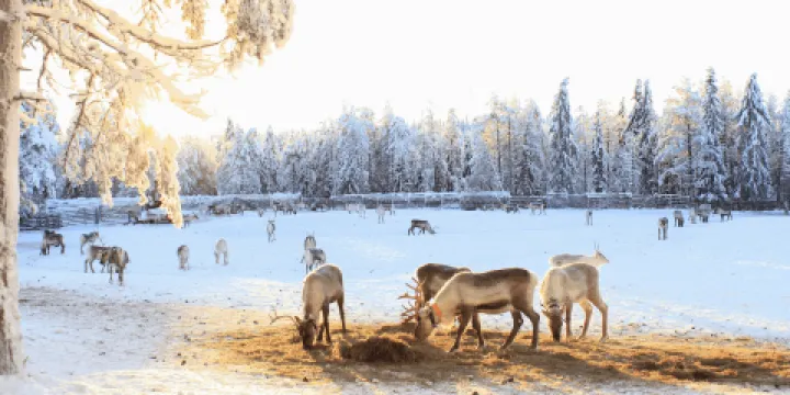 Kujala Reindeer Farm