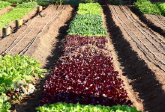 Antigua Exotic Garden购物图片