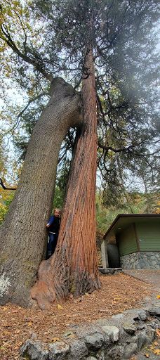Lithia Park Playground-阿什兰