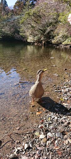 Shirakumo Pond-云仙市