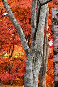 市民の森不習岳-八户
