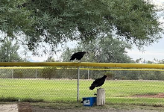 Bouse Community Park景点图片