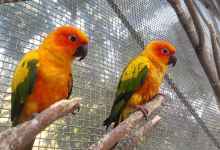 Basona Bird Aviary购物图片
