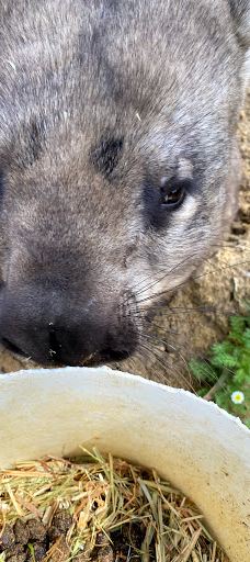 Bunbury Wildlife Park-South Bunbury