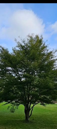 New World Park-茨维考