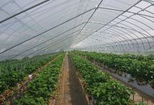 Berry's Farm Atsuta景点图片