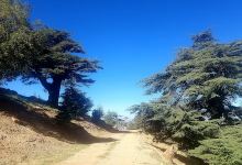 Cèdre (أرز) el Ach景点图片