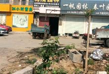 博清园林景点图片