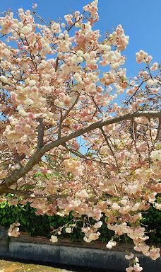 约翰内斯堡植物园-兰德堡