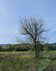 Jackson-Frazier Wetlands-本顿县