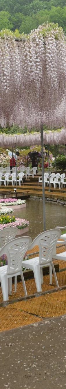 河内藤园-北九州