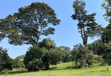 Entebbe Botanical Garden景点图片