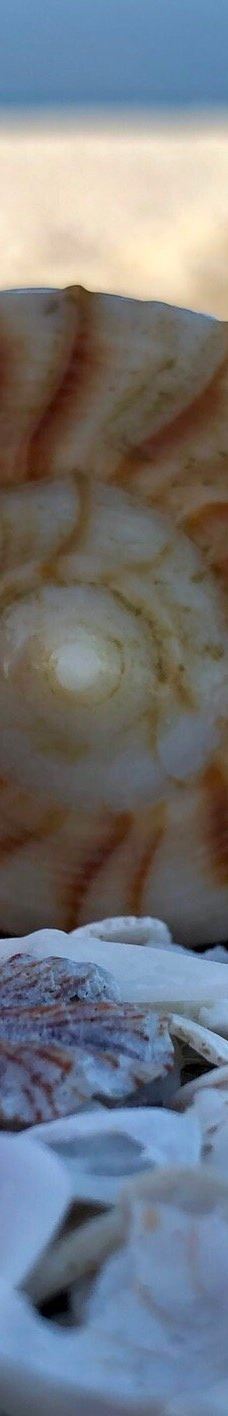 Tigertail Beach-马可岛