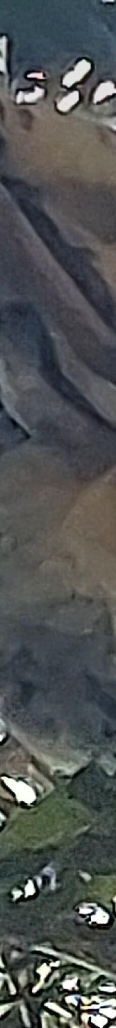 坎尼特河沿岸考拉步行道-Kennett River