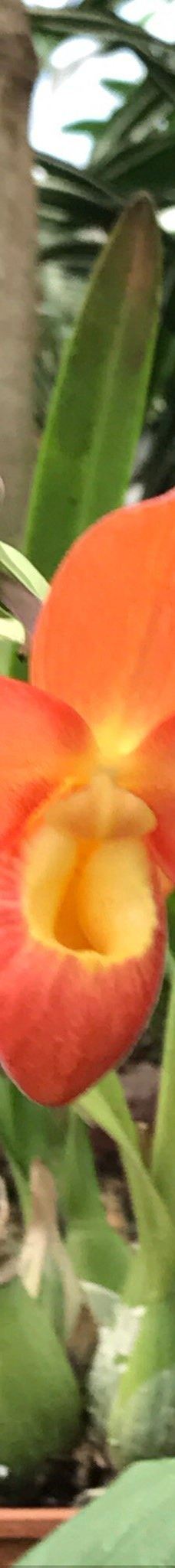 Orquidario de Morelia-莫雷利亚