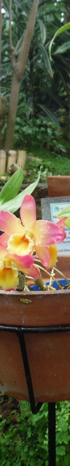 Orquidario de Morelia-莫雷利亚